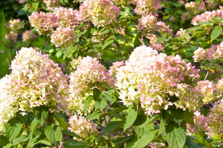 Many flowers hydrangea of white and pink colours.