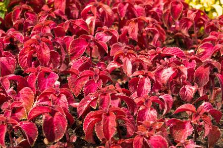 Flowerbed with flower coleus of red colour.