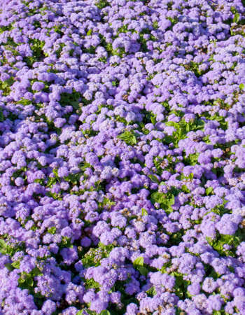 Flower bed with many flowers Ageratum houstonianum blue colour.の写真素材