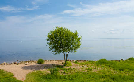 Landscape with lonely tree on sea shore.の写真素材