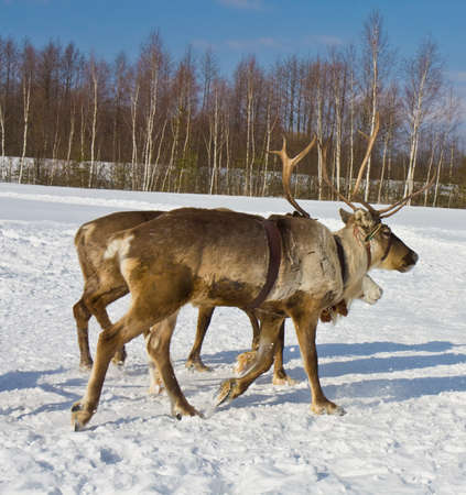 Northern deers running on snow near forest in sunny day.の写真素材