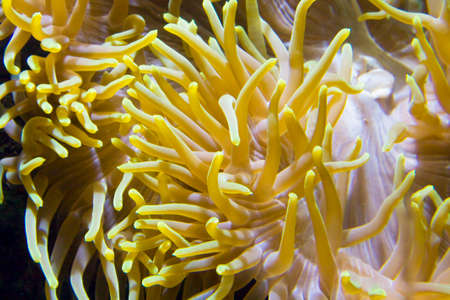 Underwater animal Actinia (sea anemone), recorded in aquarium.の写真素材