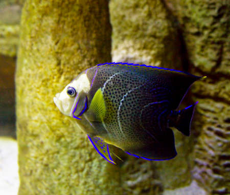 Tropical fish Fish-angel, other name fish-emperor, latin name Pomacanthus imperator, in aquarium 