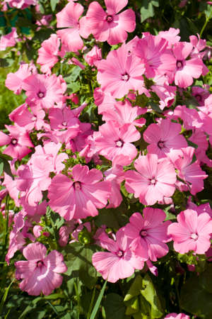 Many pink flowers of lavatera, vertical.の写真素材