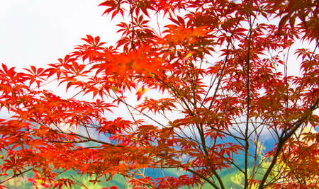 Branches of Red Japanese maple tree on sky 