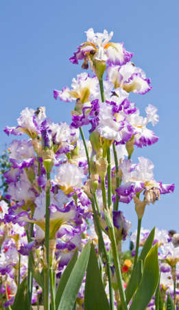 Many irises of mixed white and purple colours on blue sky.の写真素材