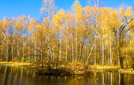 Autumn landscape - yellow birch forest on bank of lake with reflection and little island with birch trees. Recorded on Putyaevskiye lakes in park Sokolniki in Moscow.の写真素材