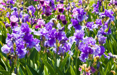 Flower bed with many irises of blue colour.の写真素材
