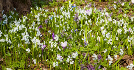 First spring flowers - puschkinia scilloides and few crocuses.の写真素材