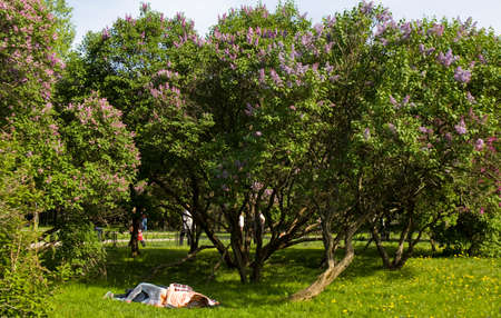 MOSCOW - MAY 16, 2014: people resting in park Lilac garden, garden has been opened in 1954 and has many unique sorts of lilac, selected for this garden and sold all over the world.のeditorial素材