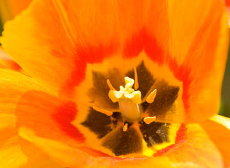 Middle part of orange tulips inside closely.の写真素材