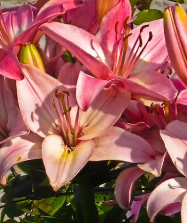 Two pink lilies on full screen, vertical view.の写真素材