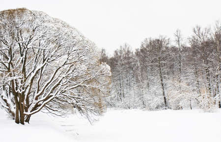 Winter landscape - forest in snow and big willow tree in front.の写真素材