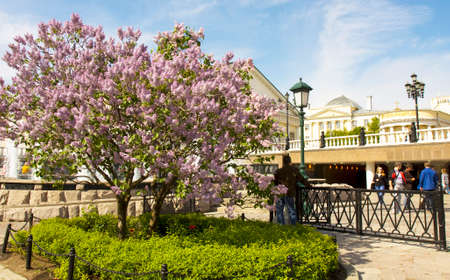 MOSCOW - MAY 15, 2014: Alexandrovsky garden on Manezhnaya square in spring, exhibition hall "Manezh", Alexandrovsky garden has been founded in 1812 year.のeditorial素材