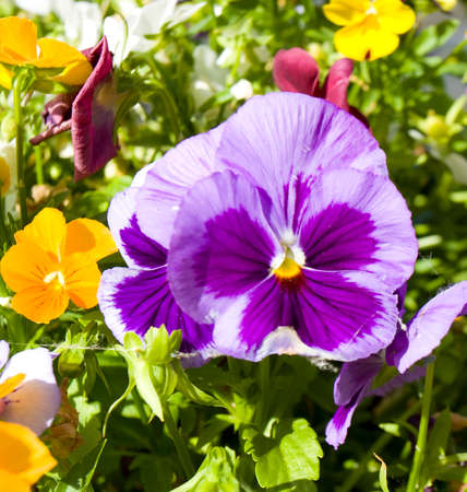 One flower pansy viola tricolor of violet and purple colours.の写真素材