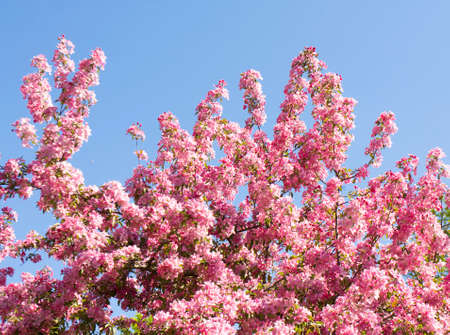 Branches of Japanese pink cherry tree sakura on blue sky, horizontal.