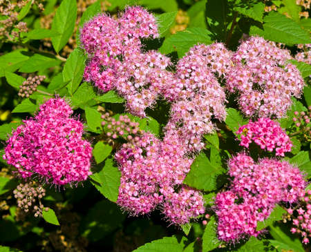 Few pink flowers of Japanese spirea with green leaves.