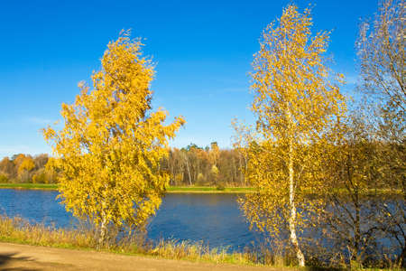 Autumn landscape - two yellow birch trees near lake, recorded on Swan lake in Izmaylovskiy park in Moscow.の写真素材
