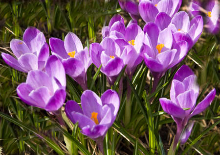 First spring flowers purple crocuses on ground, close view.