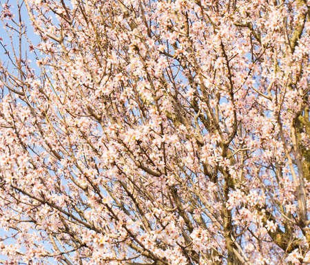 Branches of almond tree in blossom with pink flowers on blue sky.の写真素材