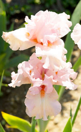 Two pink irises, sort "Lovely kay", collection of Nikitskiy botanic garden in town Yalta in Ukraine.の写真素材