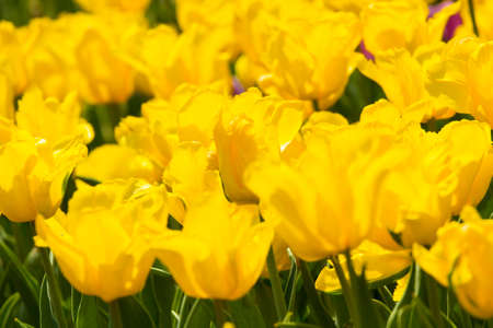 Flower bed with many yellow tulips closely.