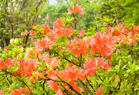 Branches of rhododendron shrub with many red flowers on green leaves background.の写真素材