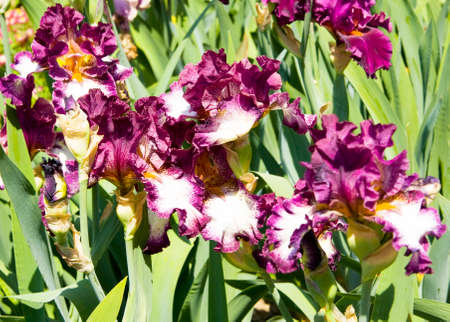 Flower bed with many irises of mixed violet and white colours, sort Jumpm, collection of Nikitskiy...