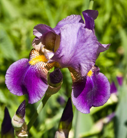 One flower of purple iris on green grass background.
