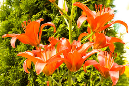 Few orange lilies on branch in garden.の写真素材