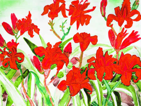Red daily lilies, hand drawn painting, water colours.の写真素材