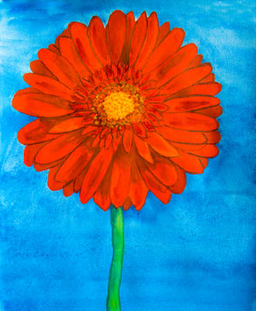 Red gerbera flower on blue background, watercolor painting.の写真素材