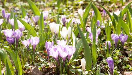 Many violet and white crocuses on ground.