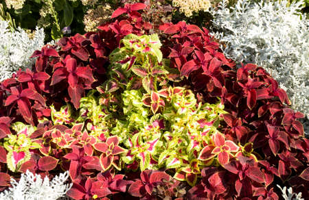 flowerbed with dianthus flowers and jacobaea (cineraria maritima) plant