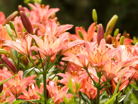 Pink lilies on flowerbedの写真素材