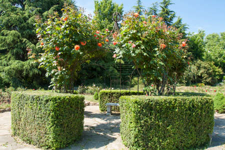 Rosarium in University botanic garden in Saints Constantine and Helena resort, Bulgaria. の写真素材