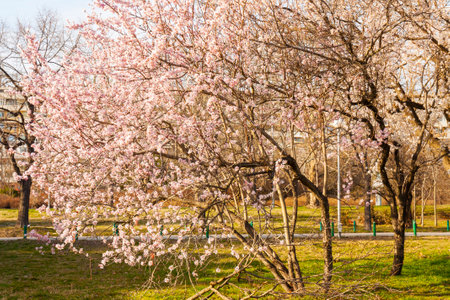 Spring trees in blossom in Seaside park in town Varna, Bulgaria.