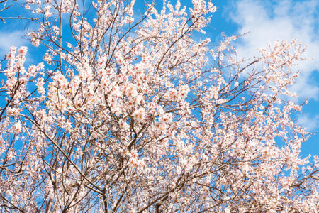 Branches of spring trees in blossom on blue sky in Seaside park in town Varna, Bulgaria.の写真素材