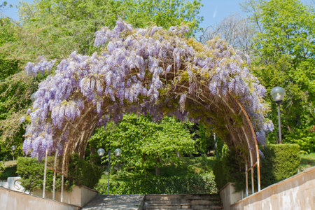wisteria in blossom on St. Constantine and Helena resort in Bulgariaの写真素材
