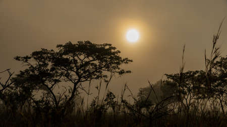 Foggy morning in the African savannaの写真素材
