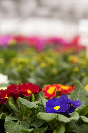 Primrose and garden flowers and plants. Gardening concept as home businessの写真素材