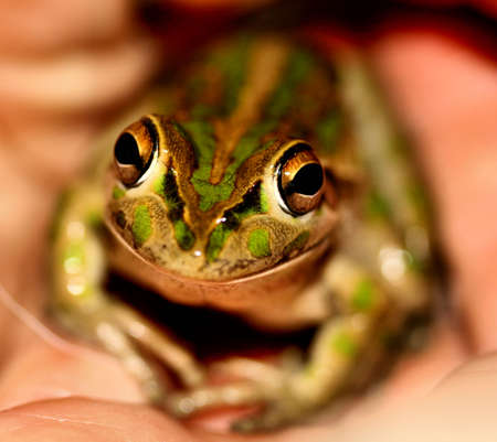 Smiling Frogの写真素材