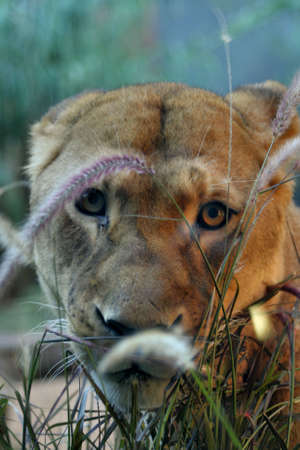 Lionessの写真素材