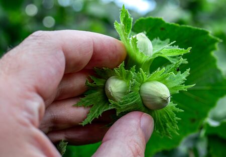 Farmer hand checking young hazel ripening. Green hazelnuts growing on tree. Close up, macro.の写真素材