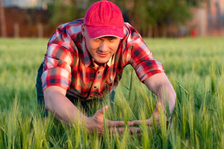Farmer or agronomist in wheat field checking the crop with hands touching ripening wheat grains in early summer.の写真素材