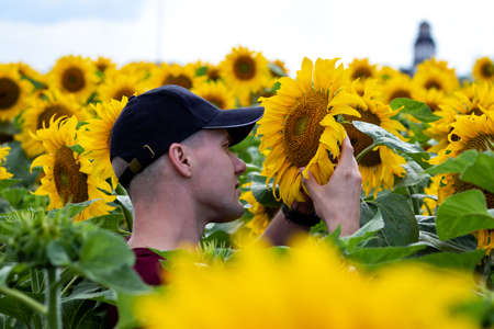 Young farmer or agronomist standing in sunflower field holding a smartphone and examining the yield...