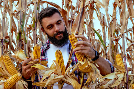 Farmer or agronomist standing in corn field examining the golden ripe corn cobs before harvest at...