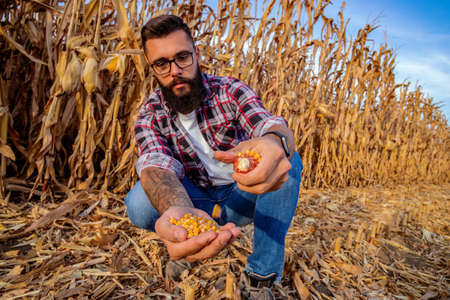 Farmer examining and crowning kernels from a corn cob in the corn field. Close up of hands and...