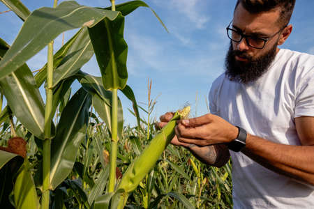 Farmer standing in corn field inspecting corn cobs and silk to be sure if it is ready for picking /...