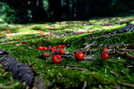 Red berries lying on a green moss in the woods. Concept of ecology in macro photography. Selective...